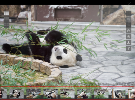 サムネイル表示エリア（パンダ）